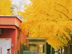 -三里屯东五街银杏大道