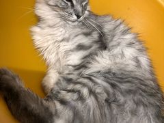 -平行世界·猫咖(首经贸店)