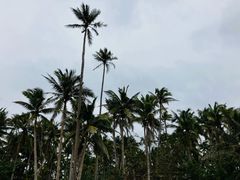 -东郊椰林
