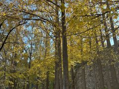 -阳台山自然风景区