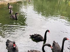 -海南热带野生动植物园