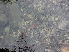 -无染寺