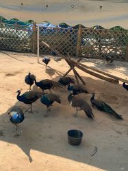 -萌宠亲子动物乐园(槐房万达店)