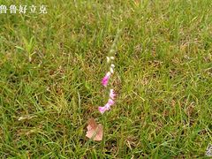 IMAG0169-江阴黄嘉喜来登酒店