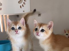 -东方名猫馆·英短金渐层布偶猫舍(环线广场1号楼店)