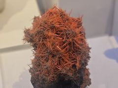 -重庆自然博物馆(新馆)