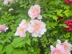 -洛阳市隋唐城遗址植物园