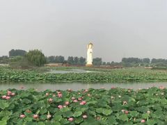 -白洋淀景区
