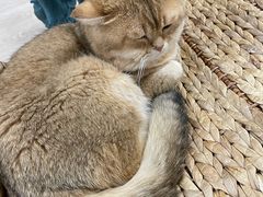 -柴迷FANS CLUB·柴犬狗咖·猫咖