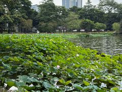 -荔湾湖公园