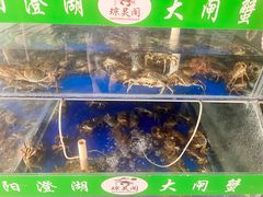 -阳澄湖大闸蟹·琼灵阁牌品牌连锁(吴中总店)