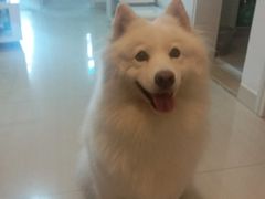 -杨记下沙盐焗鸡(罗湖店)