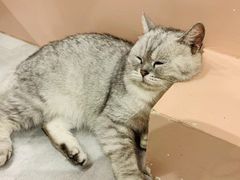 -猫儿山۰猫主题餐厅