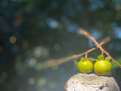 -南靖田螺坑土楼群景区
