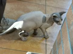 -more than meow吴止猫主题餐厅(承德 中船汇店)