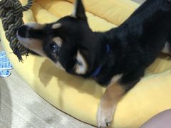 -逗柴咖啡屋·狗咖猫咖宠物桌游