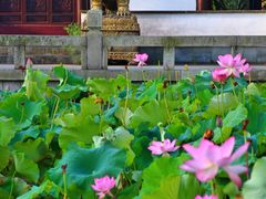 -八大山人梅湖景区