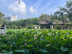 -莲湖公园