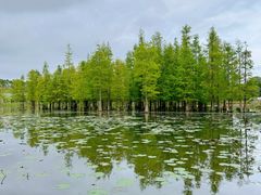 -白鹭湾湿地公园