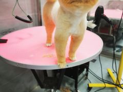 -宠福鑫康馨动物医院·骨科·眼科