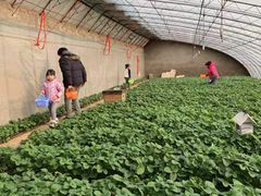 -大自然农场蔬菜草莓采摘园