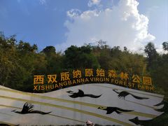 -西双版纳原始森林公园