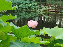 -陈家山荷花公园