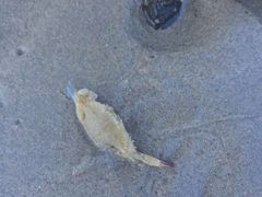 -贝壳沙滩