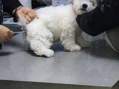 -爱侣宠医·鹦鹉专科·小型哺乳类·异宠专科(灵石路店)