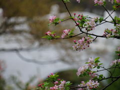 -莫愁湖公园