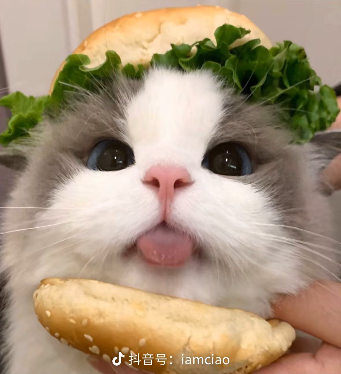 猫咪头像大集合～