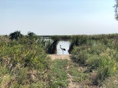 -盐城丹顶鹤湿地生态旅游区