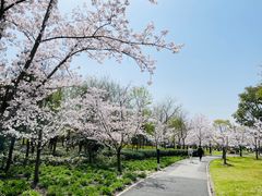 -顾村公园
