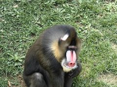 -大连森林动物园