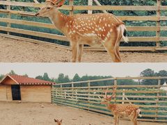 -安德鲁户外烧烤帐篷营地(马泉营店)