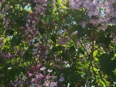 -长春公园(普阳街道)