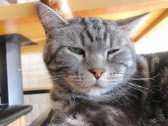 -平行世界·猫咖(首经贸店)