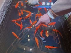 -黄家码头老火锅(解放碑旗舰店)