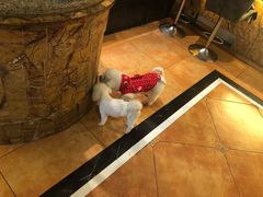 -more than meow吴止猫主题餐厅(承德 中船汇店)