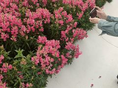 -海心沙亚运公园