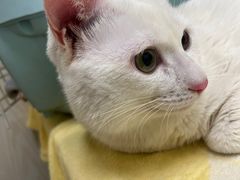 -凯特喵百思猫专科医院