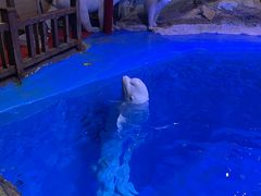 -海合安青岛极地海洋公园