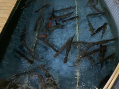 鱼池-鲤鱼塘农家山庄