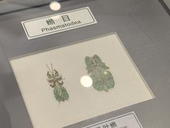 -上海昆虫博物馆