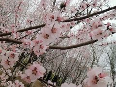 -桃花堤公园