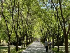 -洛阳白马寺