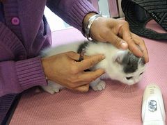 -北京观赏动物医院·24小时大型综合·猫专科·异宠专科