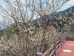 -广州市流溪河国家森林公园