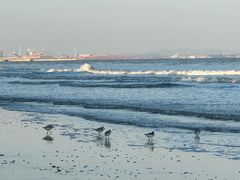 -日照海滨国家森林公园