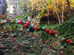 -遵化市禅林寺古银杏风景园